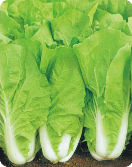 Jifeng Early-maturing Chinese Cabbag——Early-maturing Chinese Cabbage
